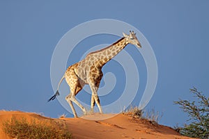 Giraffe on sand dune