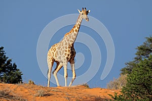 Giraffe on sand dune, Kalahari desert