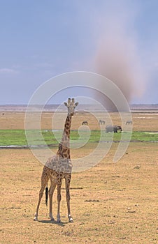 Giraffe and sandstorm in amboseli, kenya