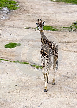 Giraffe on sandy soil close up in sunny day