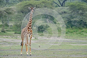 Giraffe on savana