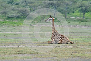 Giraffe on savana