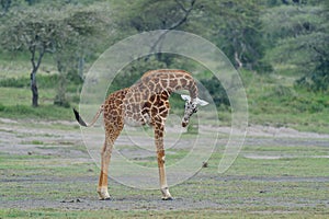 Giraffe on savana