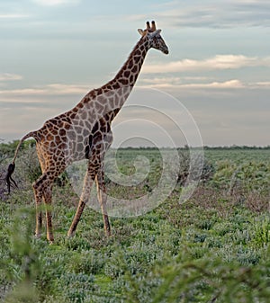 Giraffe on savanna