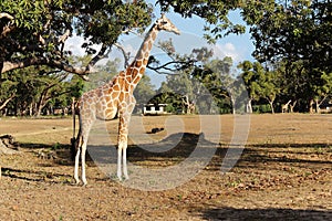 Giraffe on savanna