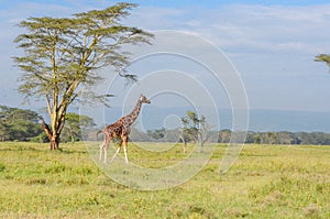 Giraffe in savanna, Kenya, Africa