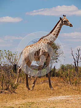 Giraffe in savanna