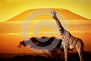 Giraffe on savanna. Mount Kilimanjaro at sunset