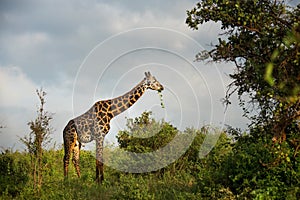 Giraffe in the savanna, safari in Africa, Kenya, Tanzania Uganda, elephant fighting