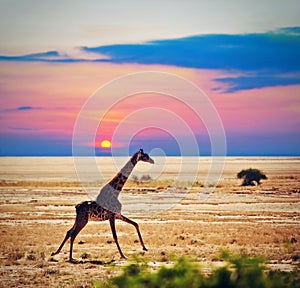 Giraffe on savanna. Safari in Amboseli, Kenya, Africa photo