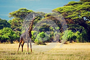 Giraffe on savanna. Safari in Amboseli, Kenya, Africa photo