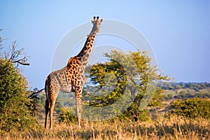 Giraffe on savanna. Safari in Serengeti, Tanzania, Africa