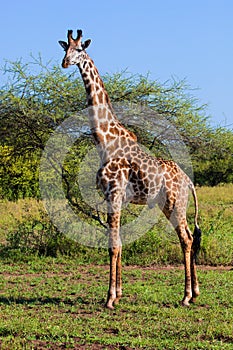 Giraffe on savanna. Safari in Serengeti, Tanzania, Africa