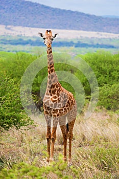 Giraffe on savanna. Safari in Tsavo West, Kenya, Africa