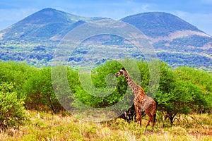 Giraffe on savanna. Safari in Tsavo West, Kenya, Africa