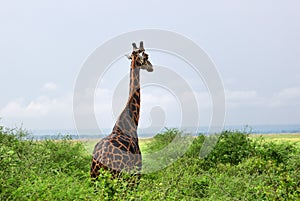 The giraffe in savanna. Uganda, Africa