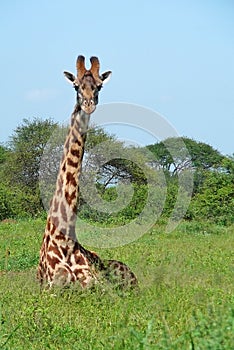 Giraffe in savannah