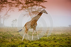 Giraffe on the savannah