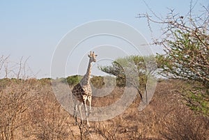 Giraffe in savannah