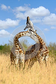 Giraffe on savannah in Africa