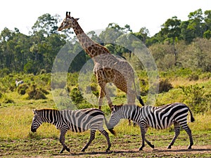 Giraffe in the savannah along with zebras. Kenya. Tanzania. East Africa.