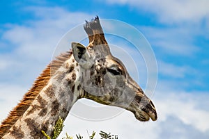 Giraffe in savannah, in Imire Rhino & Wildlife Conservancy National park, Zimbabwe