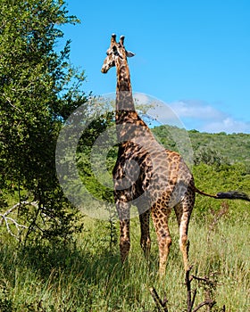 Giraffe at a Savannah landscape during sunset in South Africa