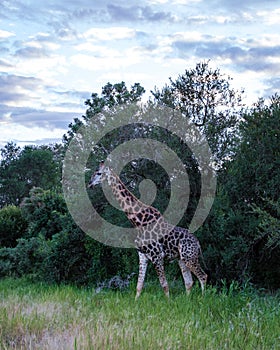 Giraffe at a Savannah landscape during sunset in South Africa at The Klaserie Private Nature Reserve inside the Kruger