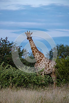 Giraffe at a Savannah landscape during sunset in South Africa at The Klaserie Private Nature Reserve inside the Kruger