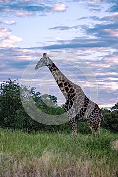 Giraffe at a Savannah landscape during sunset in South Africa at The Klaserie Private Nature Reserve inside the Kruger