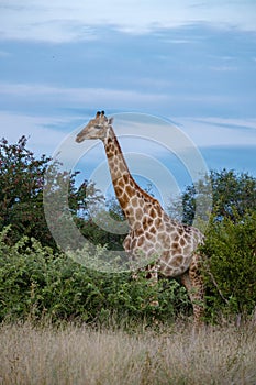 Giraffe at a Savannah landscape during sunset in South Africa at The Klaserie Private Nature Reserve inside the Kruger