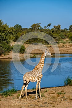 Giraffe at a Savannah landscape during sunset in South Africa at The Klaserie Private Nature Reserve inside the Kruger