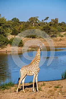 Giraffe at a Savannah landscape during sunset in South Africa at The Klaserie Private Nature Reserve inside the Kruger