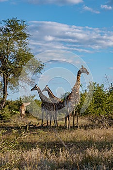 Giraffe at a Savannah landscape during sunset in South Africa at The Klaserie Private Nature Reserve inside the Kruger