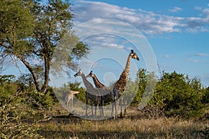 Giraffe at a Savannah landscape during sunset in South Africa at The Klaserie Private Nature Reserve inside the Kruger