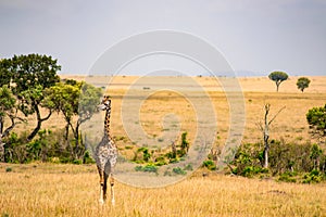 giraffe in the savannah plain of Maasai Mara Park in No