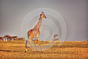 Giraffe in the savannah at sunrise in Masai Mara National Park in Kenya
