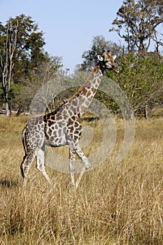 Giraffe - Savuti - Botswana