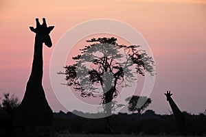 Giraffe - Savuti - Botswana