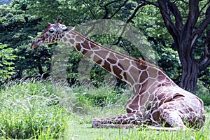 Giraffe seated languidly