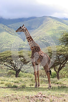 Giraffe in the Serengeti