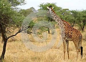 Giraffe in serengeti