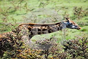 Giraffe in serengeti