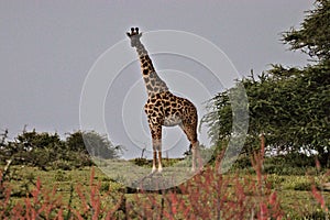 Giraffe, Serengeti Plains, Tanzania, Africa Great Migration photo