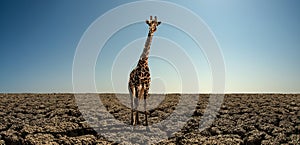 Giraffe on severe drought desert