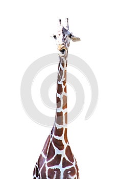 Giraffe with shocked face isolated on white background , clipping path