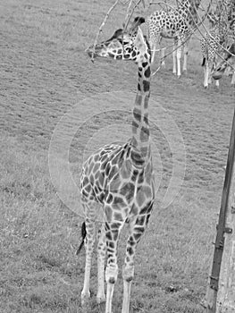 Giraffe