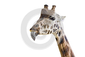Giraffe shows a long tongue. Funny giraffe isolated on white background. Close-up of a giraffe's head with its