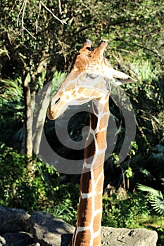 Giraffe Side View
