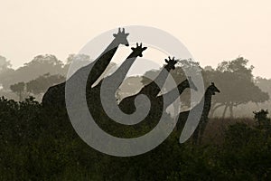 Žirafa silueta 